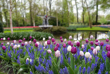 Purple Tulips, White Tulips