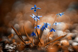 Fototapeta Na ścianę - blue flower