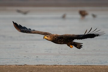 Wall Mural - White-tailed eagle flying over the lake