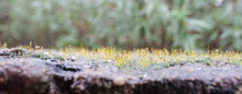Lichens Stems Full Of Drops Under The Rain