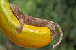 A Halmahera giant gecko is sunbathing on a papaya before starting its daily activities. This endemic reptile from Halmahera Island, Indonesia has the scientific name Gehyra marginata. 