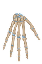 Bones Of Hand - Dorsal View