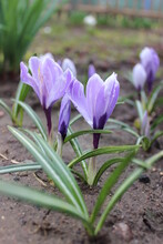 A Group Of Purple White Crocuses On The Ground. Crocus Buds Close-up. Selective Focus. First Spring Flowers. Vertical Photo.