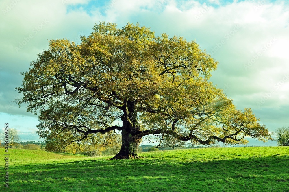Old oak tree in a autumn meadow. Stock Photo | Adobe Stock