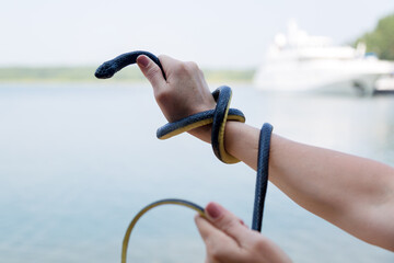 A black venomous snake wrapped around woman arm, the concept of attack by the river.