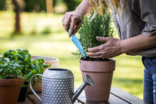 Woman Planting Rosemary Herb Into Flower Pot On Table. Gardening And Planting In Garden At Springtime
