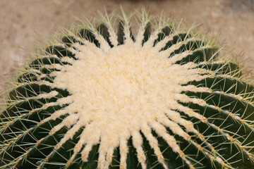Prickly body of hedgehog cactus plant - latin Echinopsis tubiflora - native to Argentina, in a botanical garden.