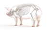 3d rendered illustration of the porcine anatomy - the skeleton