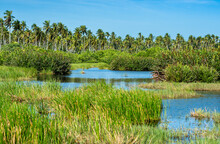 Tropical Wetlands With Colorful Reeds And Coconut Trees In Icacos, Trinidad In The Caribbean.