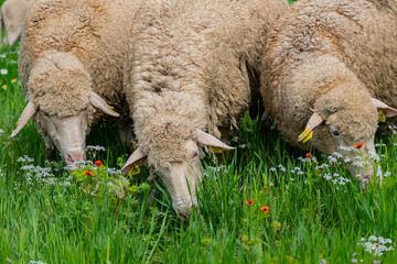 herd of sheep grazing in the meadow.