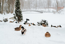 Flock Of Ducks Walking In Winter Park, Birds Resting On Shore During Snowfall