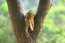A Wiild Monkey In Kam Shan Country Park, Kowloon