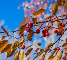 The Fruits Of A Wild Apple Tree In Close-up Against The Background Of Yellow Leaves And Blue Sky In Autumn