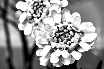 Wall Mural - white flowers Evergreen  candytuft flower blooming in spring