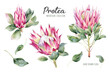 Сollection pink protea flower. Bright exotic and tropical plants isolated on white background. Botanical illustration of summer flora.