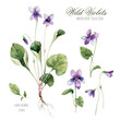 Flowers of field violets. Botanical illustration of violet flowers with leaves. This picture can be used as background.