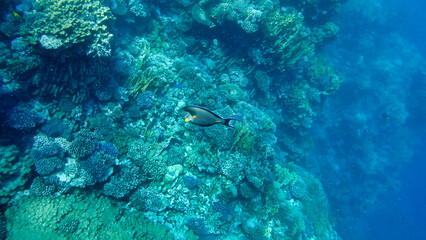 Wall Mural - Corals and Surgeon Fish in the Red Sea. Egypt