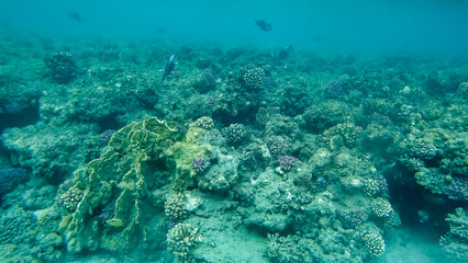 Wall Mural - Corals and school of fish in the Red Sea. Egypt