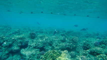 Wall Mural - Corals and school of fish in the Red Sea. Egypt