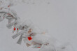 東京都杉並区和泉）雪の中で和泉熊野神社の境内に結ばれたおみくじ