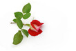 Zweifarbige Rose liegt auf weißem Hintergrund 