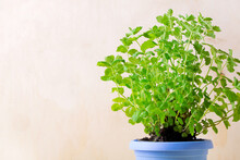 Mint Plant In The Flower Pot At Home. Growing Aromatic Herbs Indoors. Natural Light Is Coming Through The Window. Copy Space