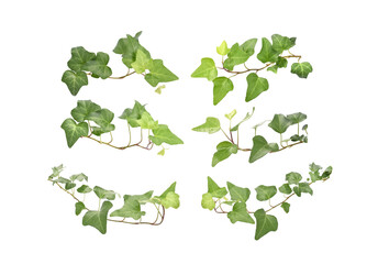 Wall Mural - Ivy twig with small green leaves isolated on white