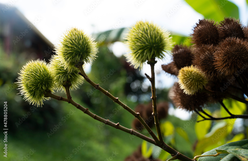 Castanea sativa, el castaño, es un árbol que pertenece a la familia de ...