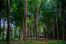 Beech Trees And Tumulus In The Forest
