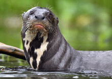 Giant Otter In The Water. Giant River Otter, Pteronura Brasiliensis. Natural Habitat. Brazil