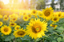 Fresh Sunflower Blooming In The Morning Sun Shine With Nature Background In The Garden, Thailand.