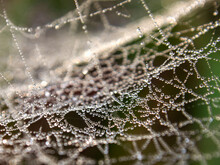 Macro Photography Of A Spieder Web Covered In Dew Drops, Captured Near The Colonial Town Of Villa De Leyva In Central Colombia, Very Early In The Morning.