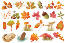 Autumn Leaves And Plants Isolated Set. Fallen Leaves Of Different Colors, Acorn, Chestnuts, Walnuts, Mushrooms, Fir Cones, Rowan. Bundle Of Floral Elements. Illustration In Hand Drawn Design