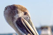 Brown Pelican Portrait On The Pier.