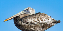 Brown Pelican Resting On The Roof