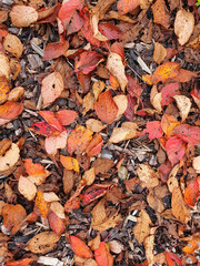 Wall Mural - autumn colour background of prunus sargentii a tree which has red brown leaves during the fall seaso
