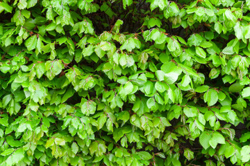Fotomurales - Garden wall of green leaves, natural photo