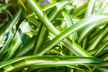 Fotomurales - Colorful leaves of tropical plant dracaena reflexa, natural green background