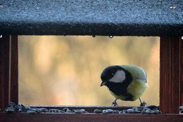 Wall Mural - The great tit sitting in a wooden bird feeder, rainy weather