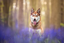 Red Siberian Husky Dog In Bluebell Flowers