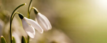 Beautiful Wite Snowdrop Flower, Spring Forward Banner