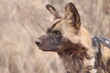 Impressive Capture of African Wild Dog in Namibia