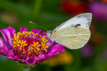 White Butterfly Sitting On A Pink Zinnia Flower On A Summer Sunny Day Macro Photography. A Cabbage Butterfly Collecting Pollen From A Purple Flower In The Summer, Close-up Photo.