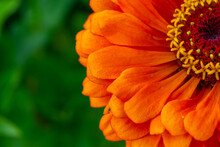 Blossom Orange Zinnia Flower On A Green Background On A Summer Day Macro Photography. Blooming Zinnia With Orange Petals Close-up Photo In Summertime