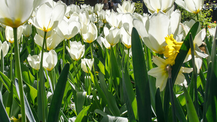 Wall Mural - White tulips are in the sun ligh in the spring garden. with falling petals
