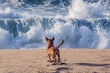 Back view of small mixed-breed fawn colored dog at the beach standing in the sand with perky tail and facing the big ocean waves in the background