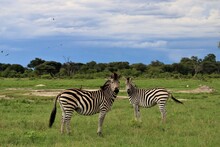 A Pair Of Zebras In Savannah