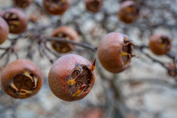 Wall Mural - Medlar fruit Mespilus germanica on a branch in winter time