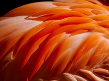 Flamingo Feather Texture Pattern Background
