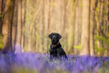 Black Labrador Dog Sitting In Bluebells